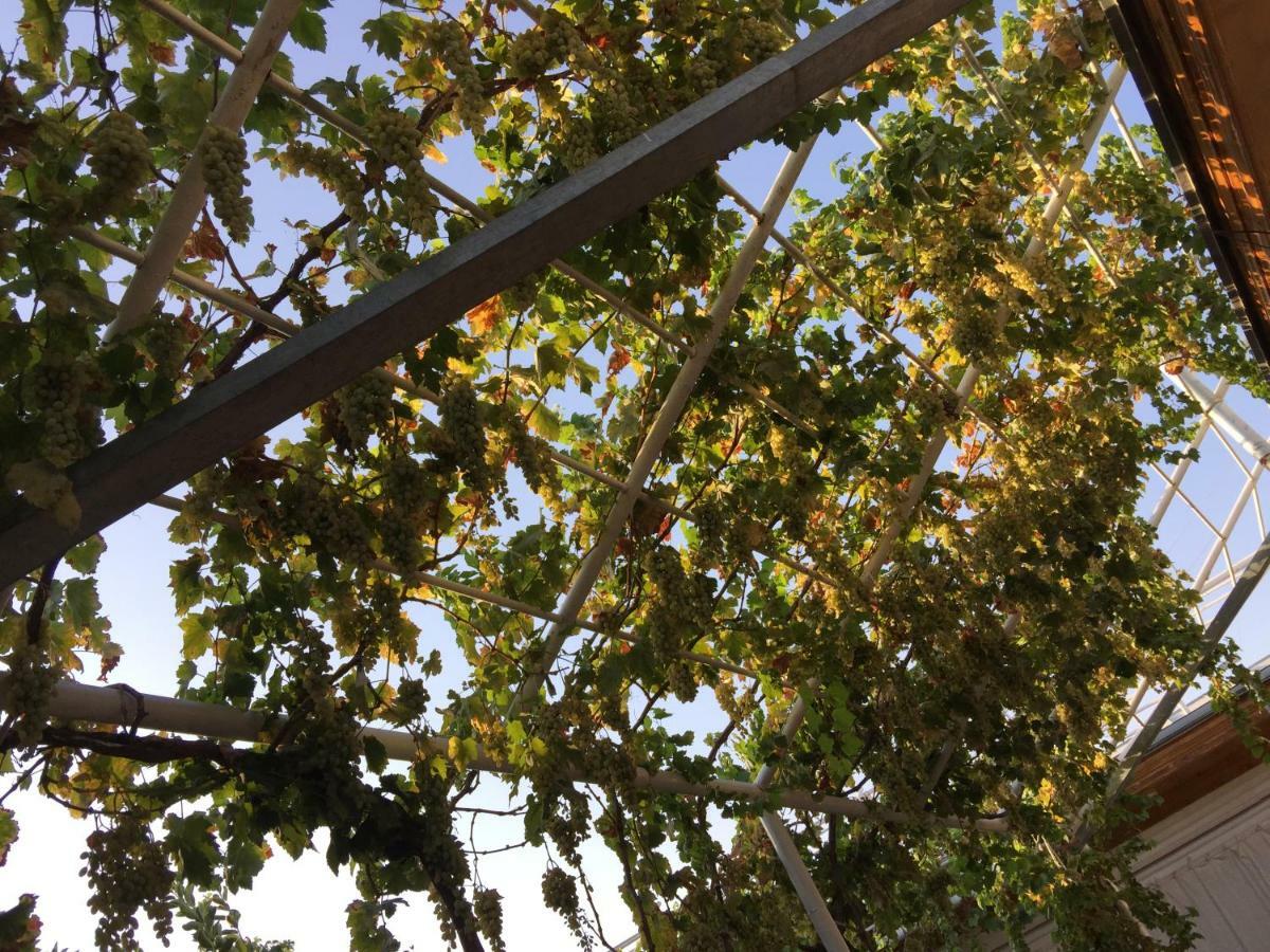فندق Munis سمرقند المظهر الخارجي الصورة